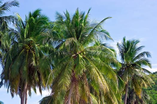 Palms