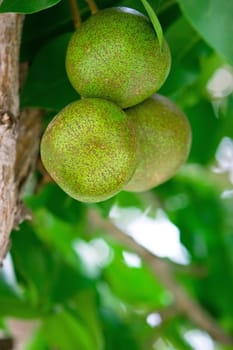 Pear tree