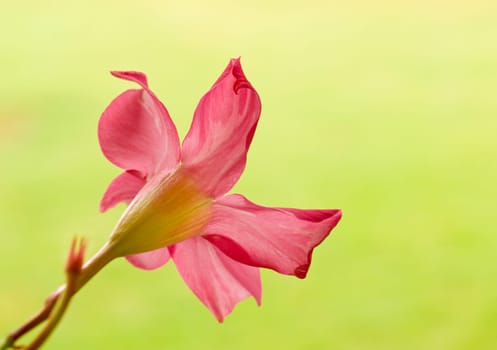 pink flower diplodena rosea