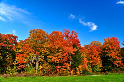 Autumn trees