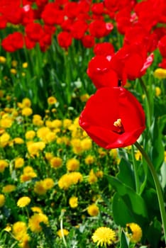 Red spring tulips