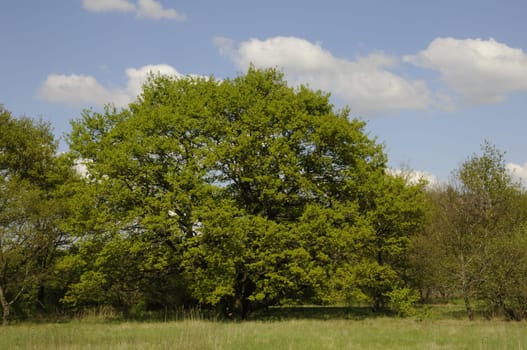 Trees at the edge of the forest