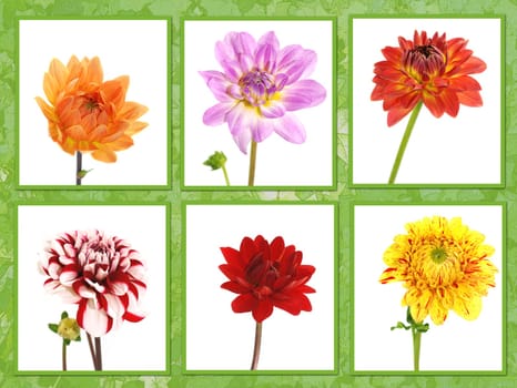 Flower Collage
