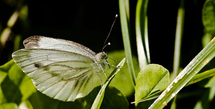 In Green