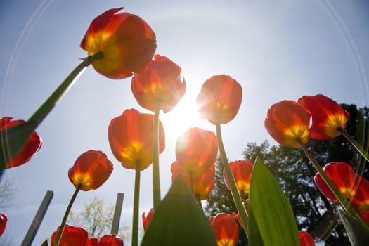 Tulips from a frog's eye view