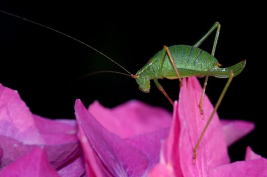 Grasshopper