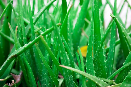 Aloe vera