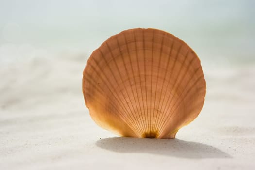 Shell on sand