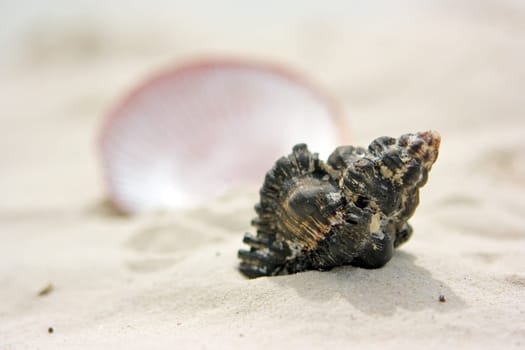 Shells on sand