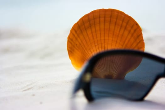 Shell and sunglasses