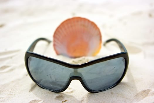 Shell on sand