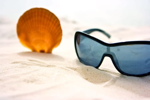 Shell on sand