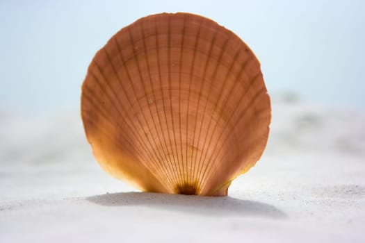 Shell on sand