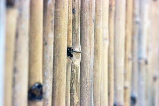Bamboo fence