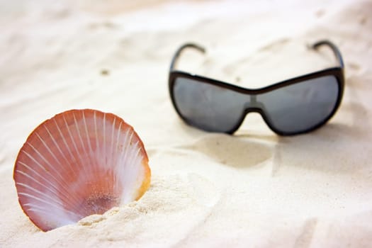 Shell and sunglasses