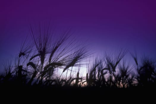Field grass with sun and blue sky