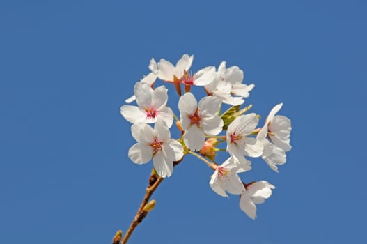Flowers of the ornamental cherry