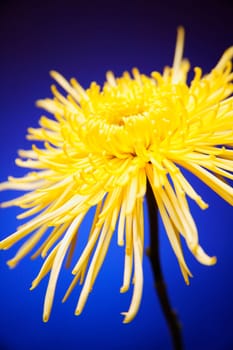 Bright yellow flower