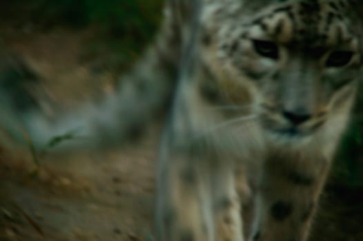 A snow leopard