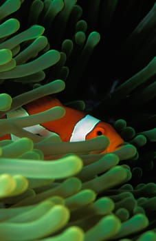 Anemone fish