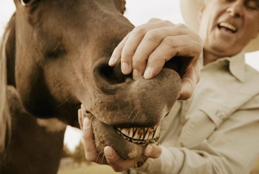 Horse showing teeth