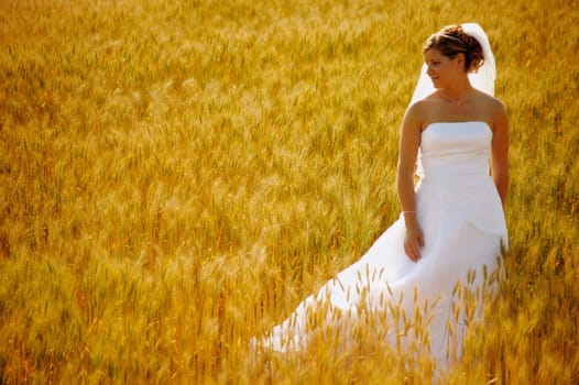 A bride in a field of wheat