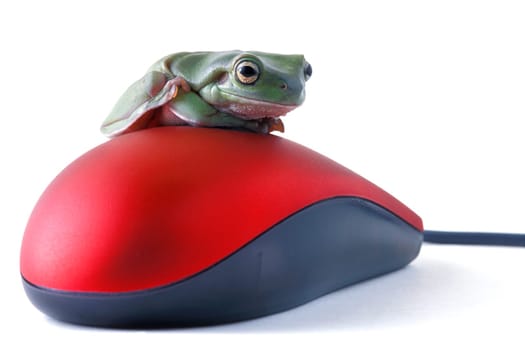 Frog sits on a mouse
