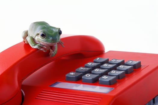 Frog on the phone