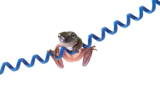 Frog hanging on blue cord