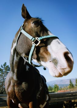 Portrait of a horse with harness