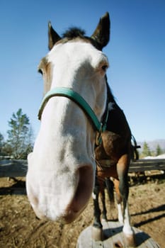 Portrait of a horse