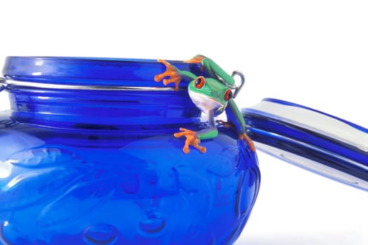 Frog hanging on a jar