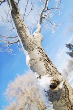 A tree
