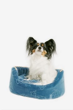 Dog sits in bed