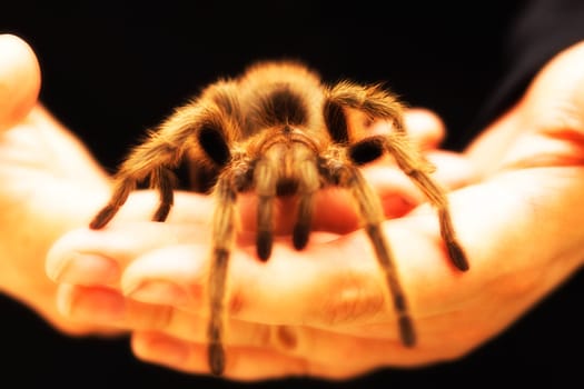 Holding a large Tarantula spider
