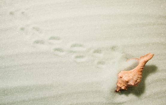 A sea shell in sand