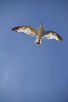 Seagull flying in the sky