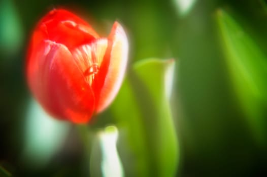 A red flower