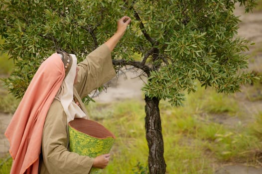 Picking fruit from a tree