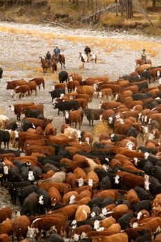 Cowboys on cattle roundup Southern Alberta Canada
