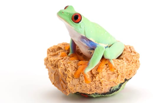 Red-eyed Tree frog