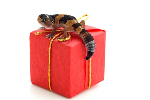 Lizard on parcel