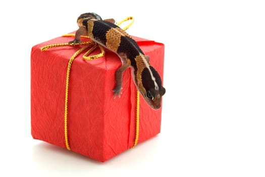 Lizard on parcel