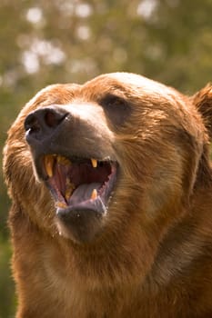 Bear with open mouth