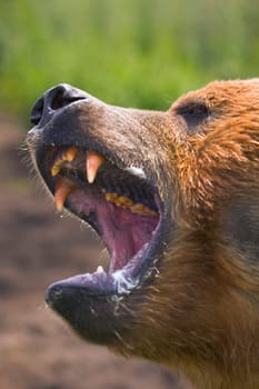 Brown bear