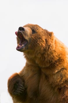 Bear with tongue out of mouth