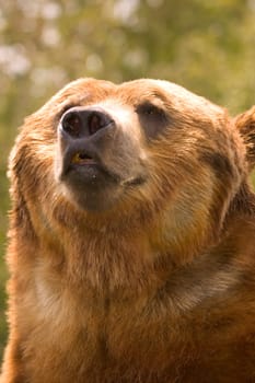 Portrait of Bear