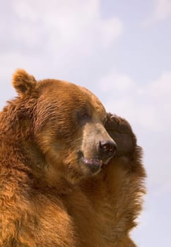Bear with paw over eye