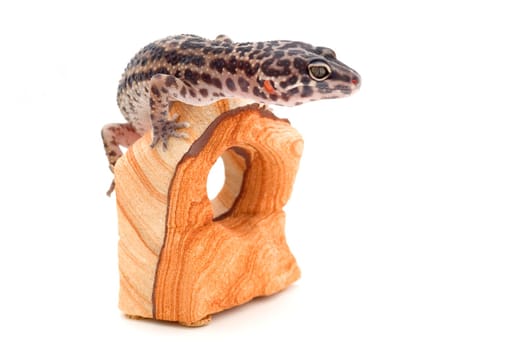 Reptile sitting on wood