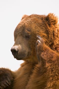 Bear with paw going to face